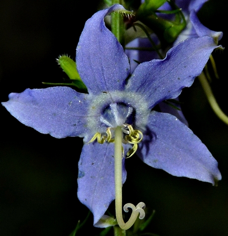 {Campanula americana}